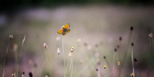 Die Raupe trägt in sich den Schmetterling – Morgenandacht