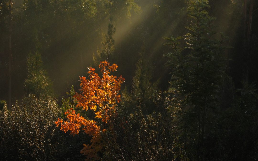 Herbstreise 2023: Menschheitsziele bringen dauerhafte Gemeinschaften hervor
